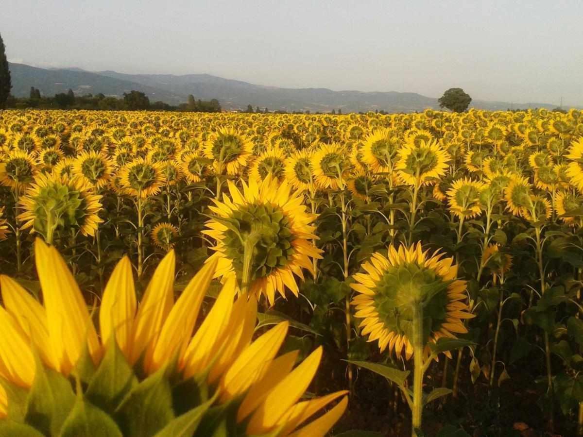 Appartamenti Con Cucina Nelle Colline Toscane 앙기아리 외부 사진